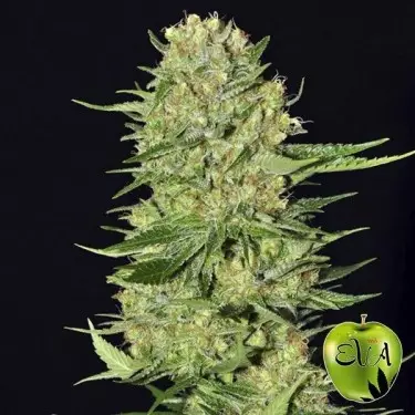 Veneno Eva Seeds planta de marihuana