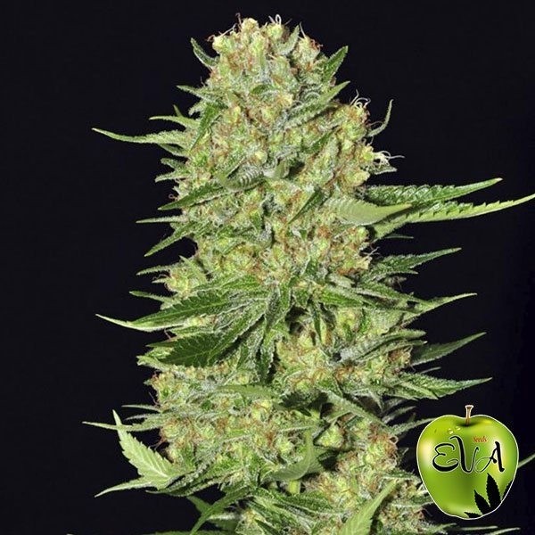 Visualizzazione Veneno Eva Seeds planta de marihuana