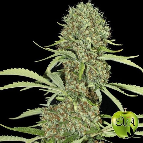 Visualizzazione Pianta di marijuana Jamaican Dream
