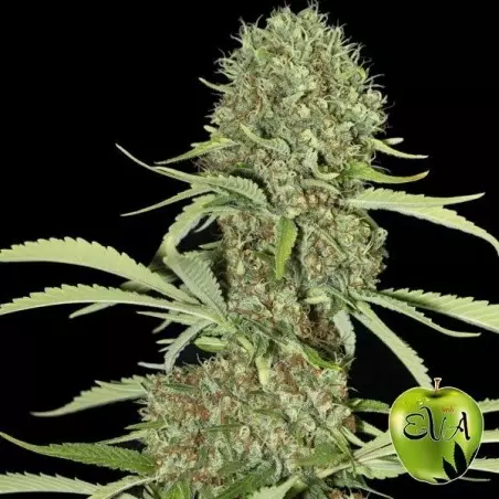 Pianta di marijuana Jamaican Dream
