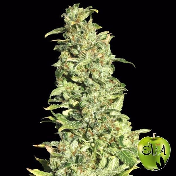 Visualizzazione High Level Eva Seeds planta de marihuana