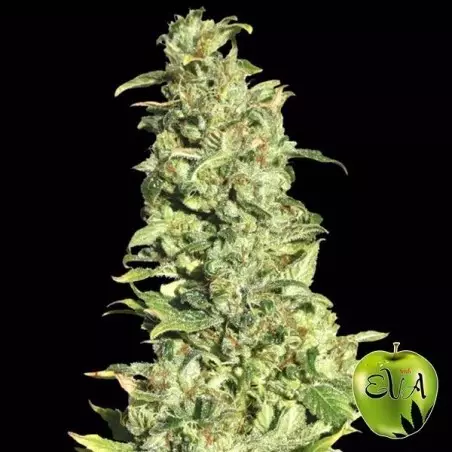 High Level Eva Seeds planta de marihuana