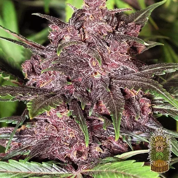 Visualizzazione Planta de marihuana Black Haze Auto