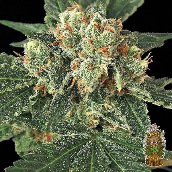 Visualizzazione Planta de marihuana