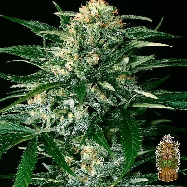 Visualizzazione Planta de marihuana