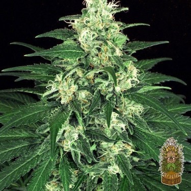 Lemon Candy