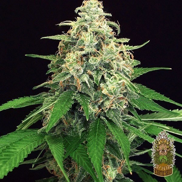 Visualizzazione Planta de marihuana
