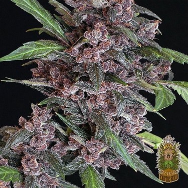 Black Lemon Auto