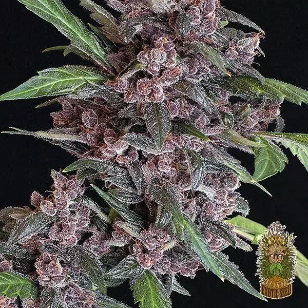 Visualizzazione Planta de marihuana