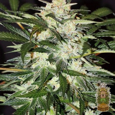 Monster Mash Auto