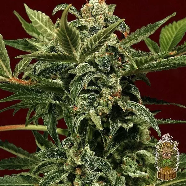 Visualizzazione Planta de marihuana