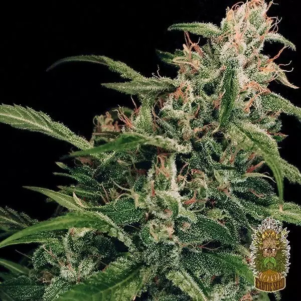 Visualizzazione Planta de marihuana