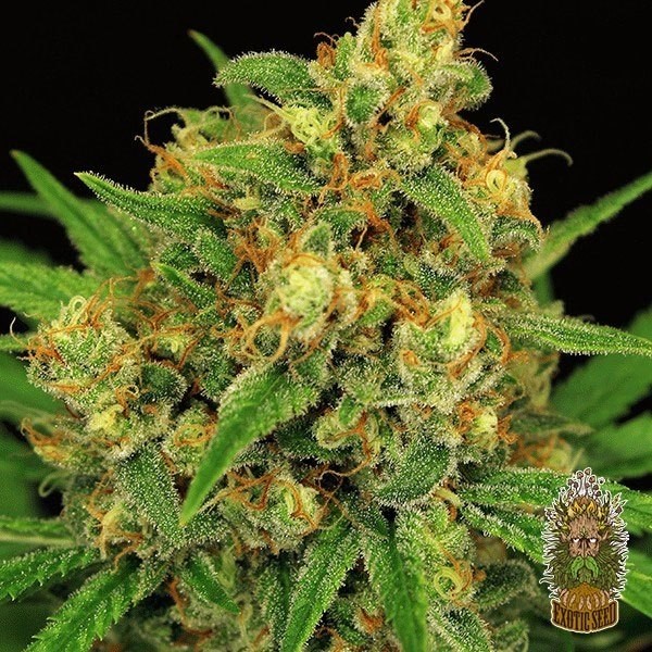Visualizzazione Planta de marihuana