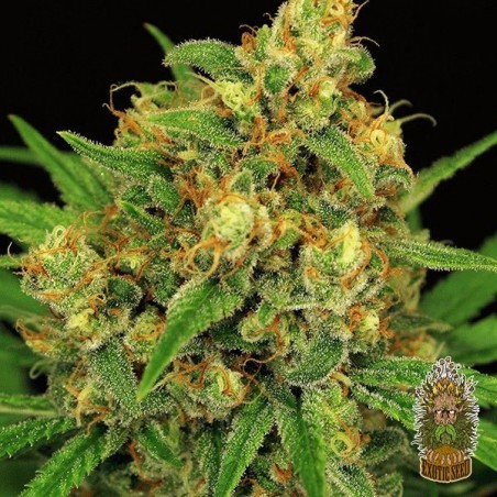 Planta de marihuana