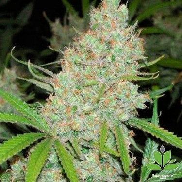 Visualizzazione Planta de marihuana