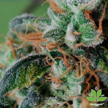 Visualizzazione Planta de marihuana