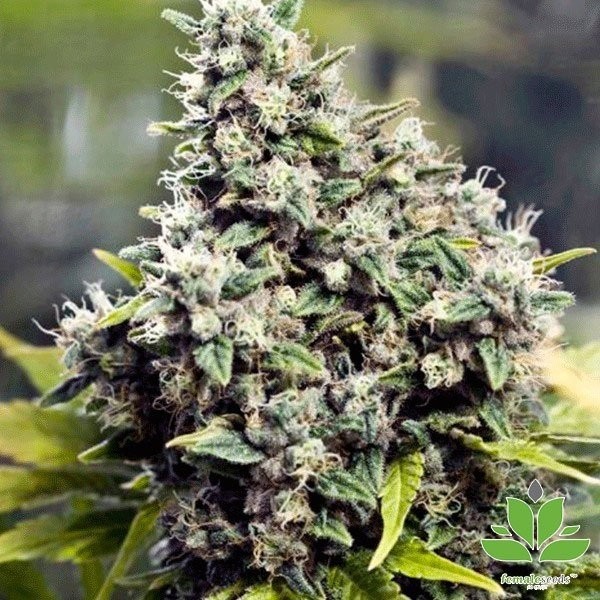 Visualizzazione Planta de marihuana