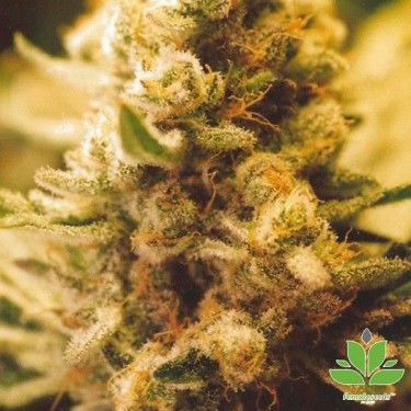 Visualizzazione Planta de marihuana