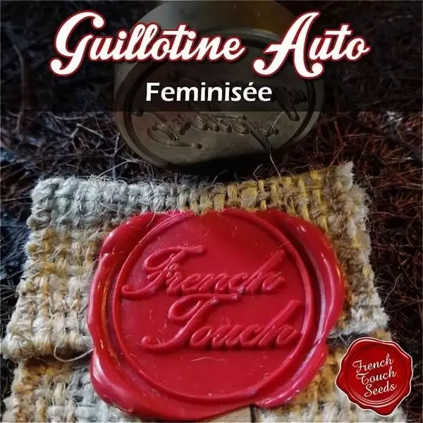 Visualizzazione Planta de marihuana