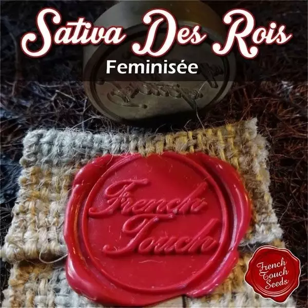 Visualizzazione Planta de marihuana