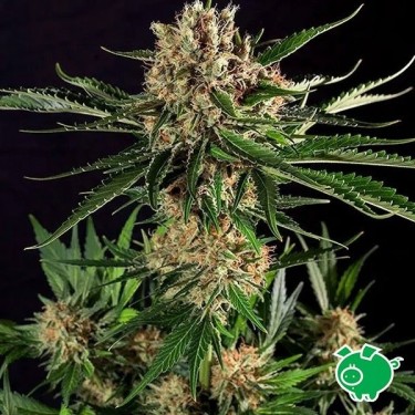 Txerry Bilbo Haze