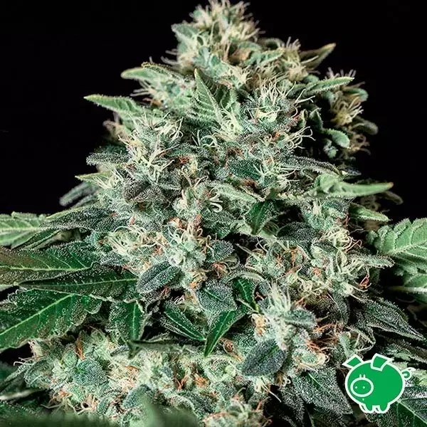 Visualizzazione Planta de marihuana