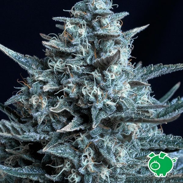 Planta de marihuana