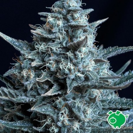 Planta de marihuana