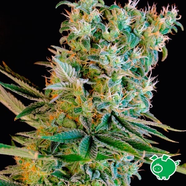 Semilla de marihuana