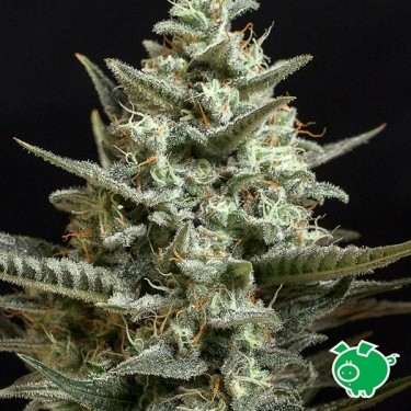 Planta de marihuana