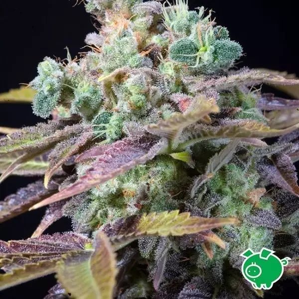 Visualizzazione Semilla de marihuana