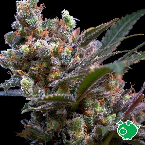 Seme di marijuana Kritikal Bilbo