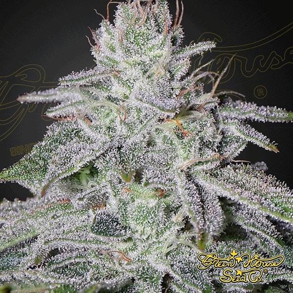 Visualizzazione Planta de marihuana