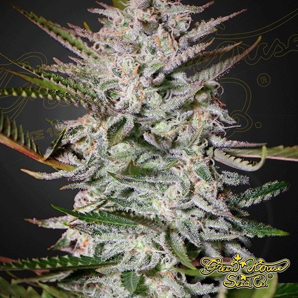 Visualizzazione Planta de marihuana