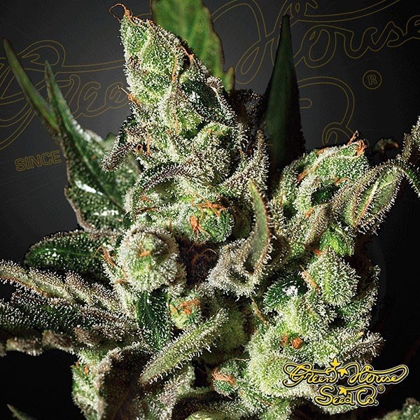 Visualizzazione Planta de marihuana