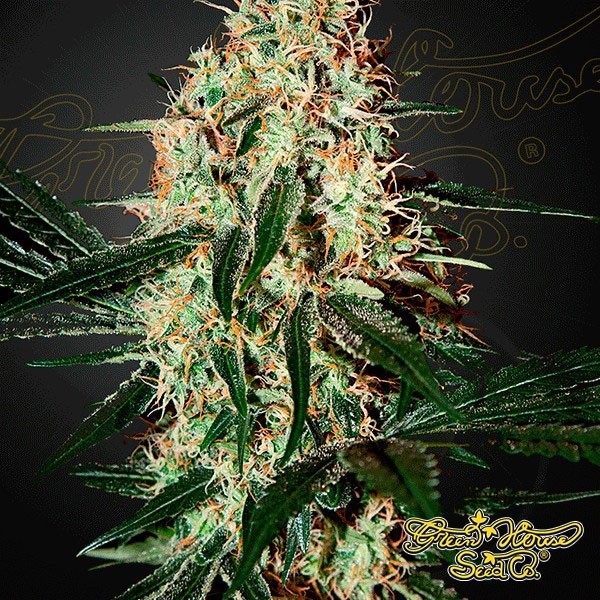 Visualizzazione Planta de marihuana