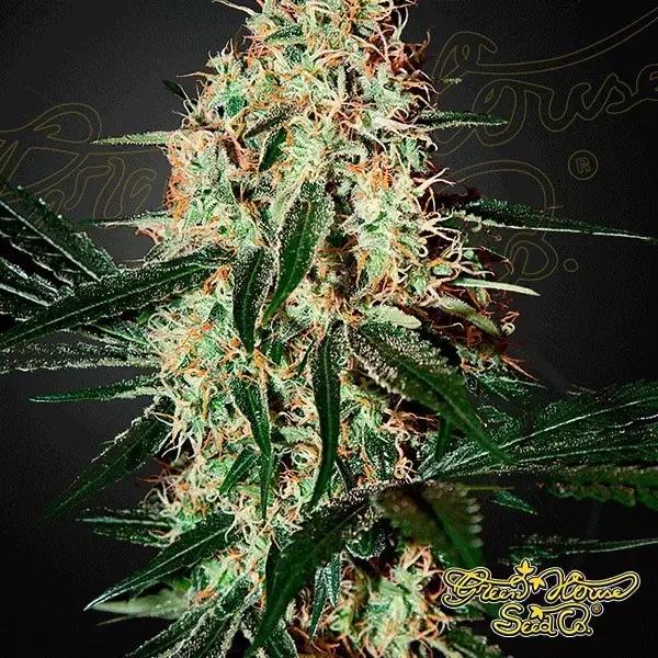 Visualizzazione Planta de marihuana