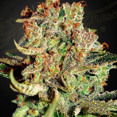 Visualizzazione Planta de marihuana