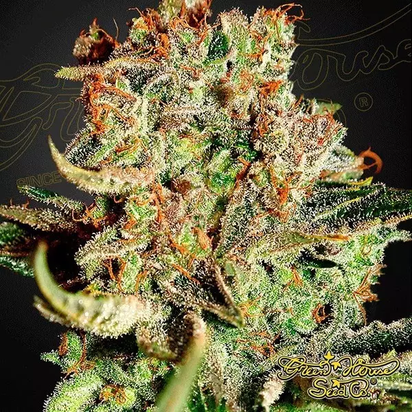 Visualizzazione Planta de marihuana