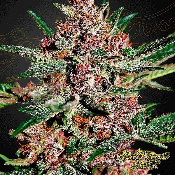 Visualizzazione Bubba Kush planta de marihuana