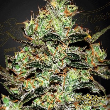 Planta de marihuana