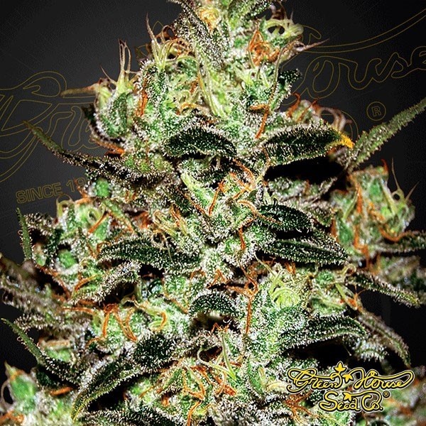 Planta de marihuana