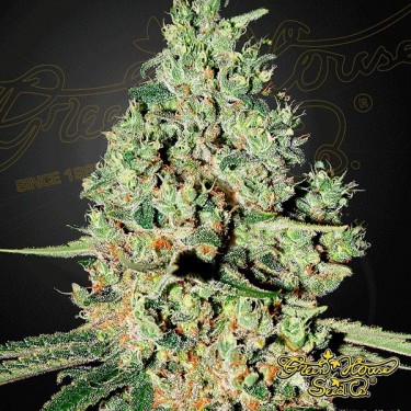 Super Critical