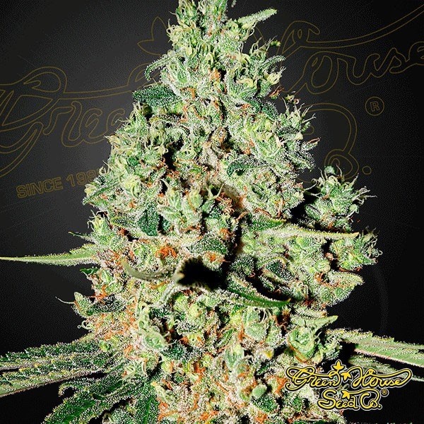 Visualizzazione Planta de marihuana