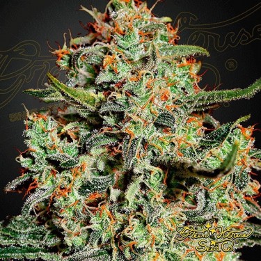 Visualizzazione Semilla de marihuana