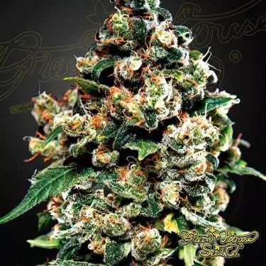 Planta de marihuana