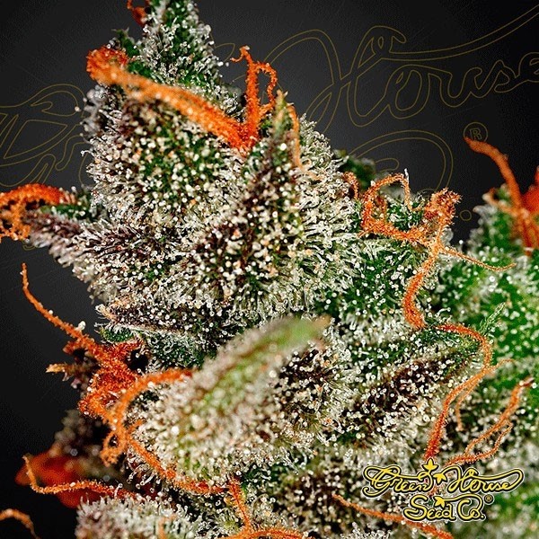 Visualizzazione Planta de marihuana