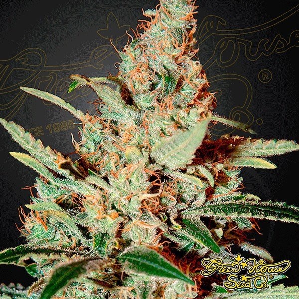 Visualizzazione Planta de marihuana
