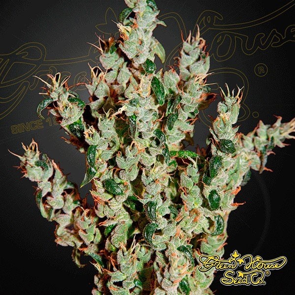 Visualizzazione Planta de marihuana
