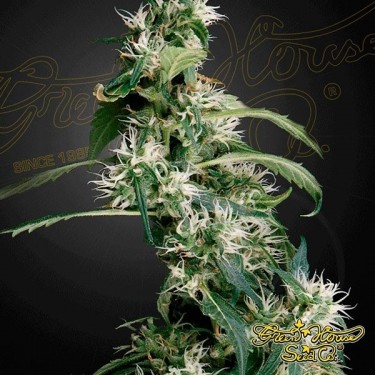 Arjan's Ultra Haze 2 (Mango Haze)